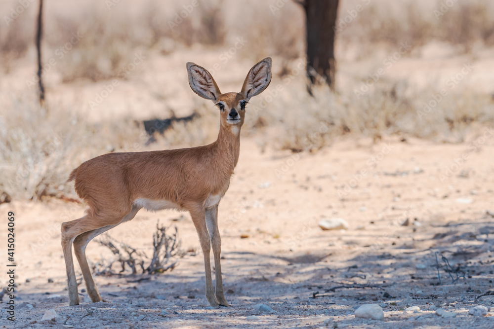 A Sharpe's Grysbok standing in the shade A Sharpe's Grysbok standing in the shade