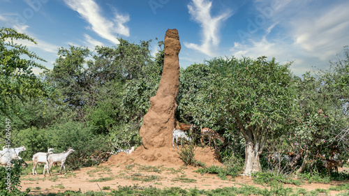 Omo Valley, South Ethiopia - September 2017: Huge termite mound in Africa photo