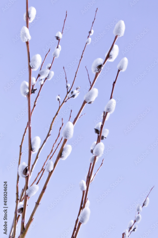 Willow (Sálix) branches with white fluffy buds on a blue background close up Willow (Sálix) branches with white fluffy buds on a blue background close up