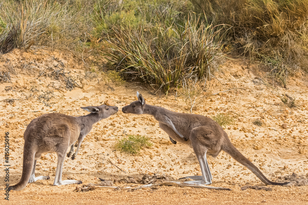 Western Gray Giant Kangaroos sniffing each other Western Gray Giant Kangaroos sniffing each other