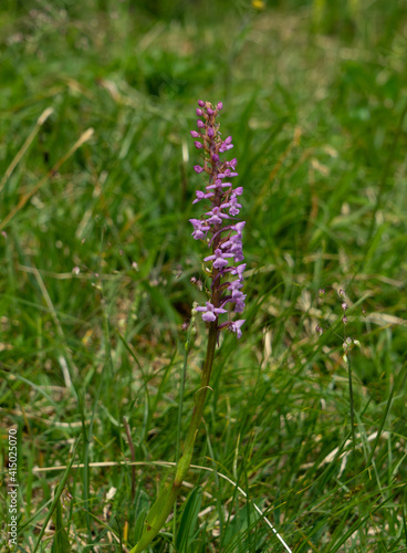 Mücken-Händelwurz, Gymnadenia conopsea, Heimische  Orchidee, im Juni auf Allgäuer Bergwiese