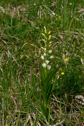 Weißes Waldvögelein, Cephalanthera longifolia, Heimische Orchidee, einzelne Pflanze im Juni auf Bergwiese im Allgäu