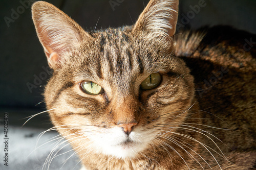 close up portrait of a cat