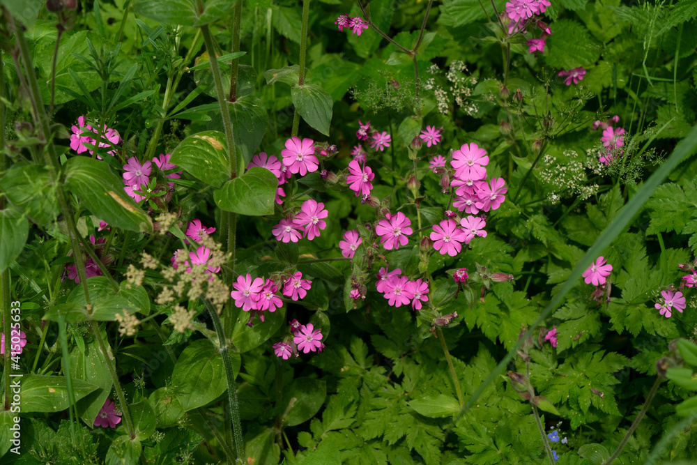 Rote Lichtnelke, Silene dioica, in Hochstaudenflur im Allgäu