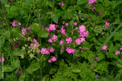 Wallpaper Mural Rote Lichtnelke, Silene dioica, in Hochstaudenflur im Allgäu Torontodigital.ca