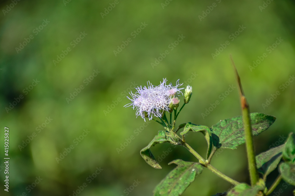 Fototapeta premium bug on a flower