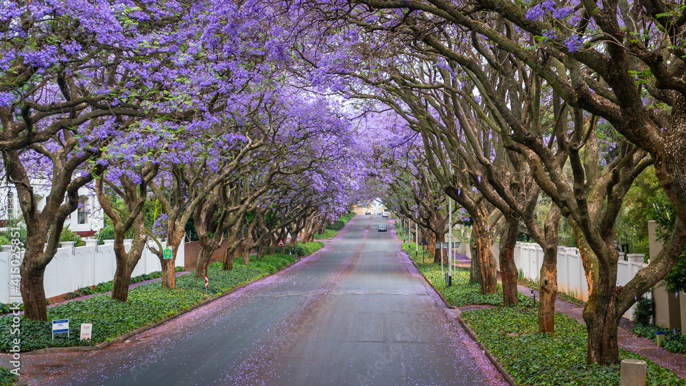 Obraz premium Tall Jacaranda trees lining the street of a Johannesburg suburb in the afternoon sunlight