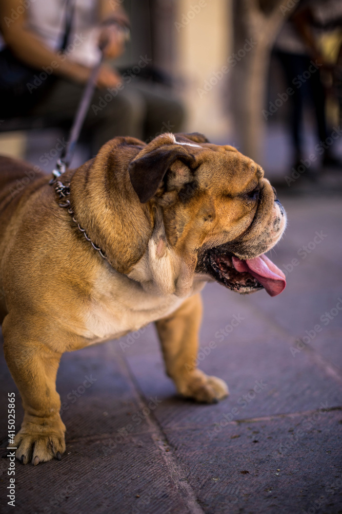 funny bulldog in street