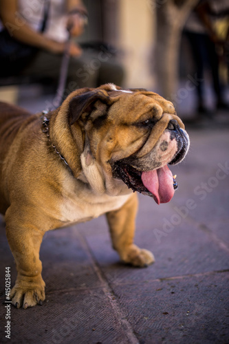 funny bulldog in street © Mylifeontopdm