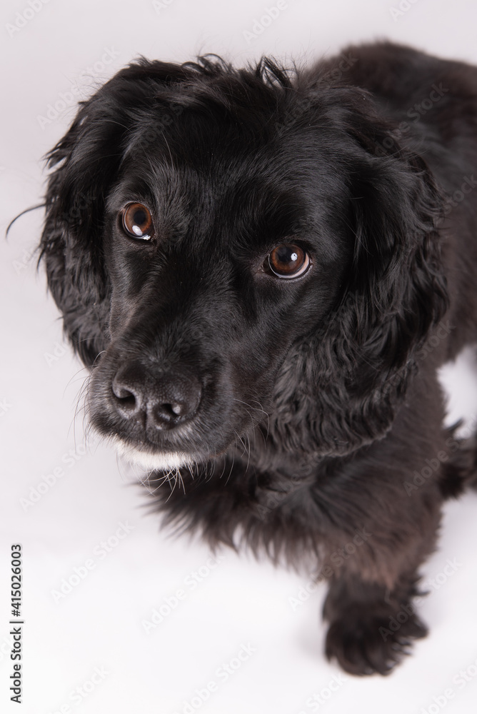 black and white dog English Cocker black and white dog English Cocker