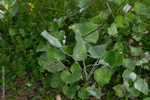 Schnee-Pestwurz, Petasites paradoxus, Blätter, im Felsschutt am Rand eines Allgäuer Bergweges
