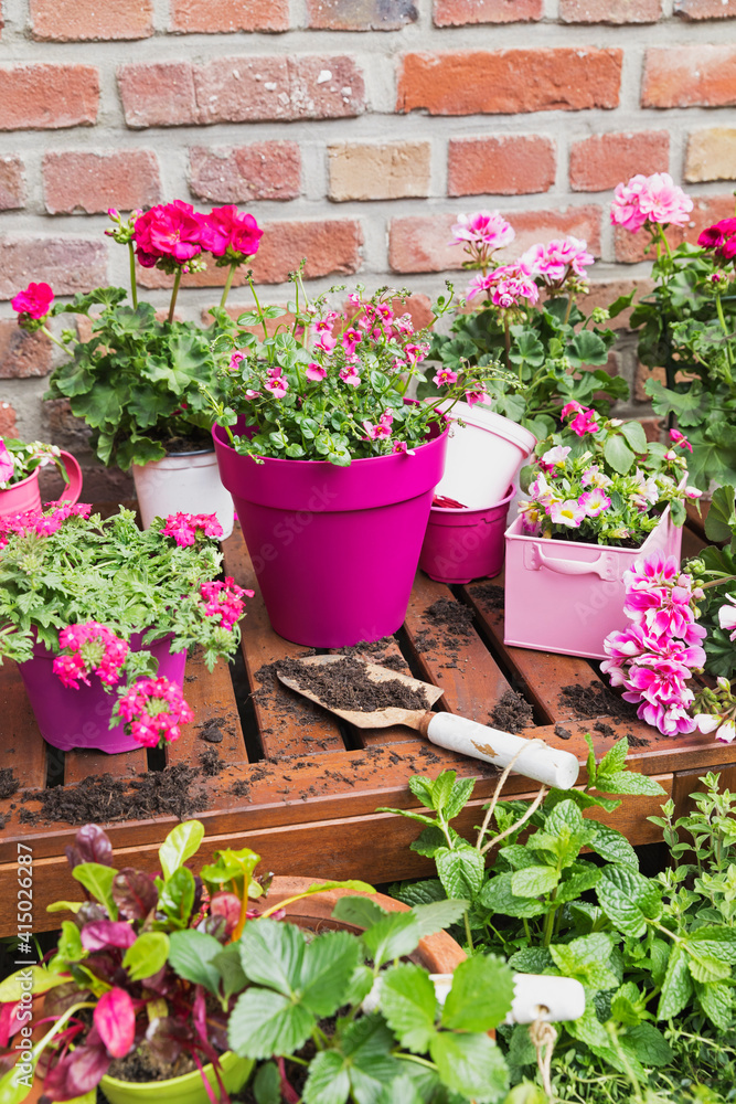 Herbs and pink summer flowers cultivated on balcony Herbs and pink summer flowers cultivated on balcony