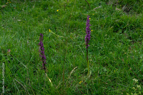 Männliches Knabenkraut, Orchis mascula, auf Allgäuer Bergwiese