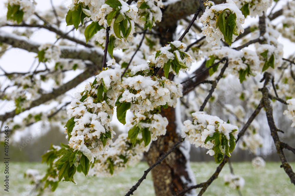 Weather anomaly. Snowfall in May. Fresh snow on blooming chery tree branches. Weather anomaly. Snowfall in May. Fresh snow on blooming chery tree branches.