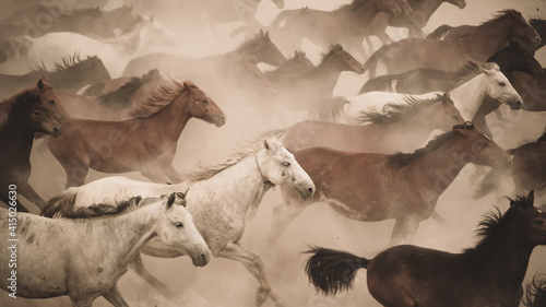 Canvas Print Horses running and kicking up dust