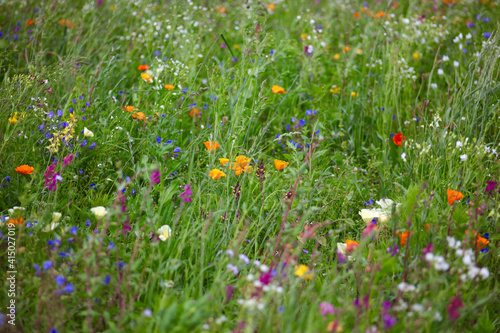 Picturesque summer meadow