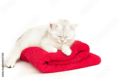 A cute white with gray kitten sleeping on a red towel on a white background