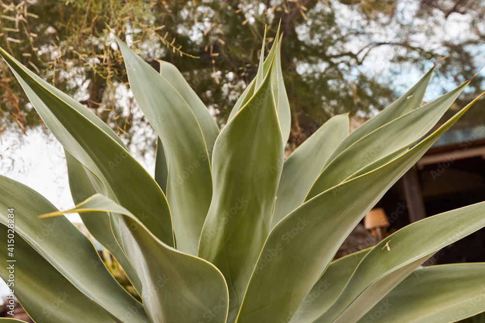 Close-up of a large beautiful bush agave plant in nature. Large green leaves. An evergreen plant. Heat-loving plant. Close-up of a large beautiful bush agave plant in nature. Large green leaves. An evergreen plant. Heat-loving plant.