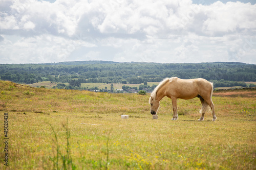 Horse licking salt block in the meadow on a summer day. Photo taken in Skane, south of Sweden.