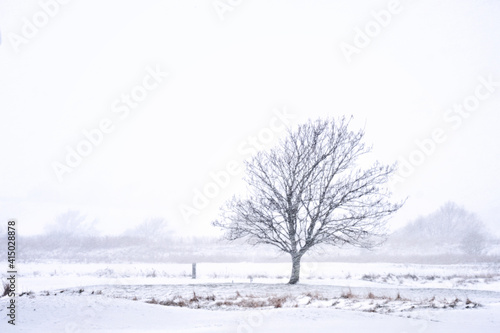 Wallpaper Mural A lonely tree in the snow at the English countryside Torontodigital.ca