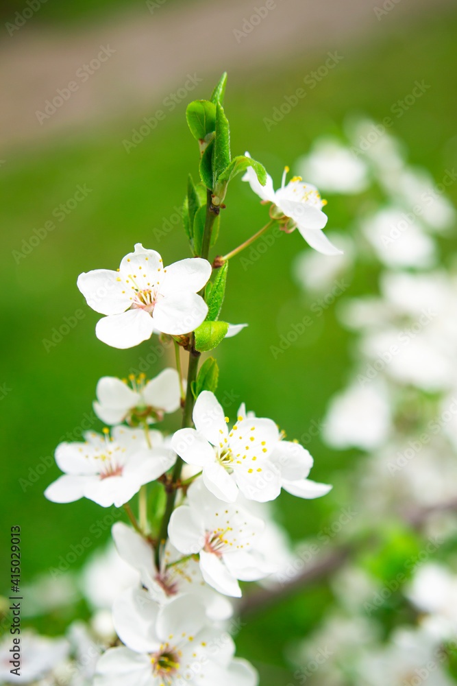 Spring concept. Branch of white spring flowers.