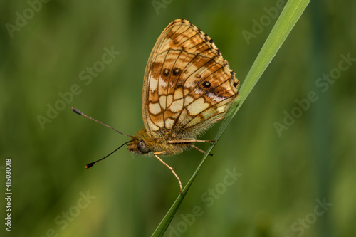 Close up of chequered skipper (Carterocephalus palaemon) photo