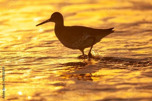 Sanderling (Calidris alba) feeding on the beach at sunrise;  Mustand Island;  Texas photo