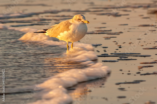 Sanderling (Calidris alba) feeding on the beach at sunrise;  Mustand Island;  Texas photo