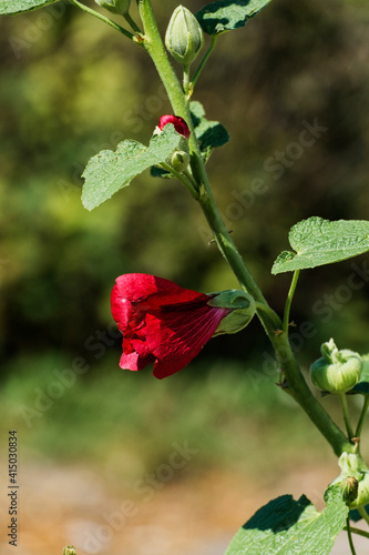 Bright red flower of hollyhock (Alcea rosea)