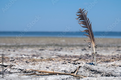 Seagull feather sticks in the ground on the shore of a salt lake