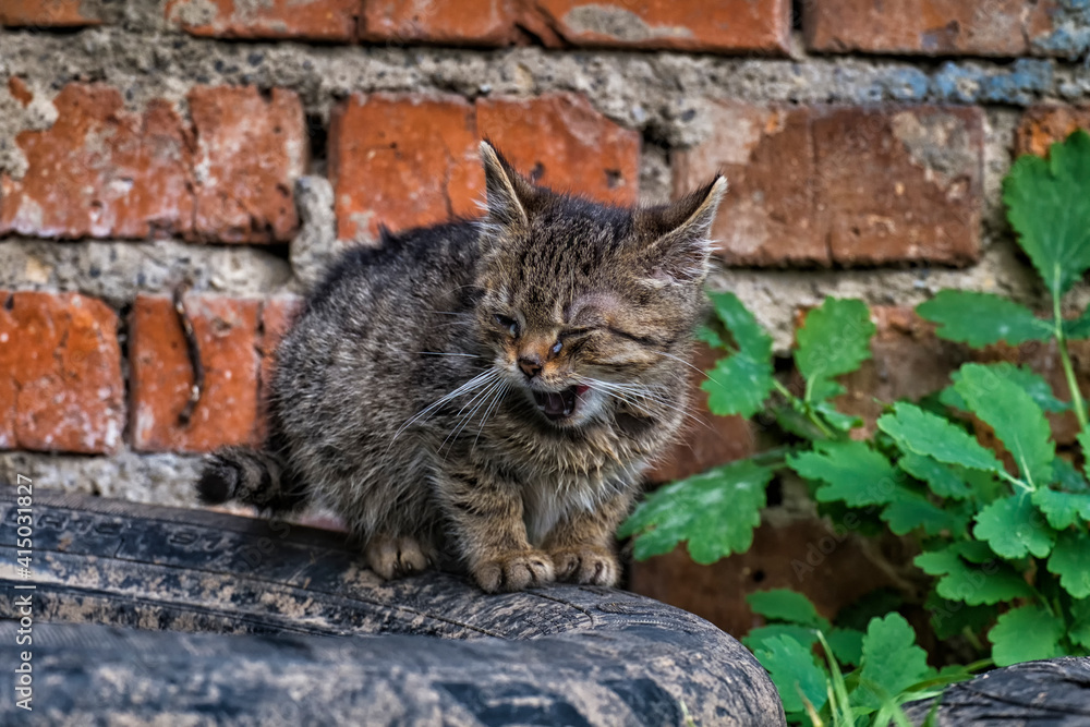 Obraz premium Tiny stray kitten with sore eyes