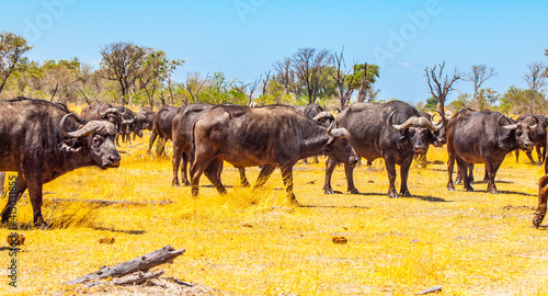 Fototapeta Naklejka Na Ścianę i Meble -  Herd of African Buffalos