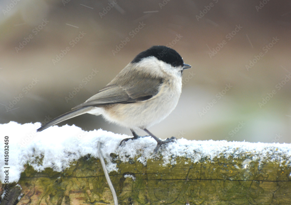 Fototapeta premium On a branch sits a bird Poecile palustris, Parus palustris