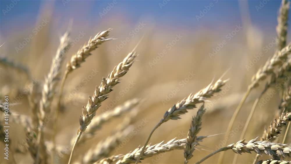 Close up of wheat ears on light wind at sunny day. Golden wheat field over blue sky at summer day. Slow motion. Close up of wheat ears on light wind at sunny day. Golden wheat field over blue sky at summer day. Slow motion.