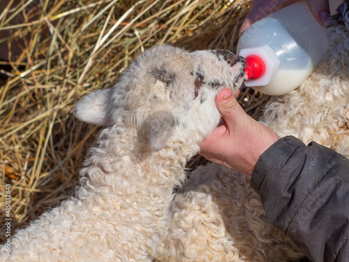 feeding a newborn lamb from bottle - milk substitute