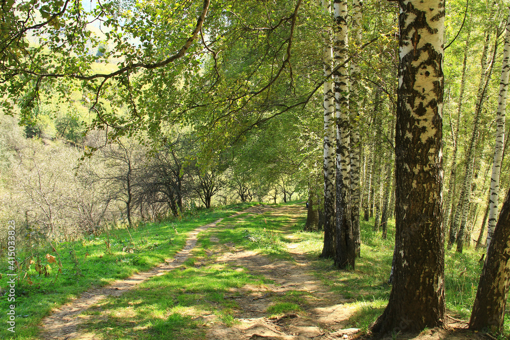 Mountain slope with birch forest, road and grass in summer on Kok Zhailau, sunlight and shade from trees, sunny Mountain slope with birch forest, road and grass in summer on Kok Zhailau, sunlight and shade from trees, sunny