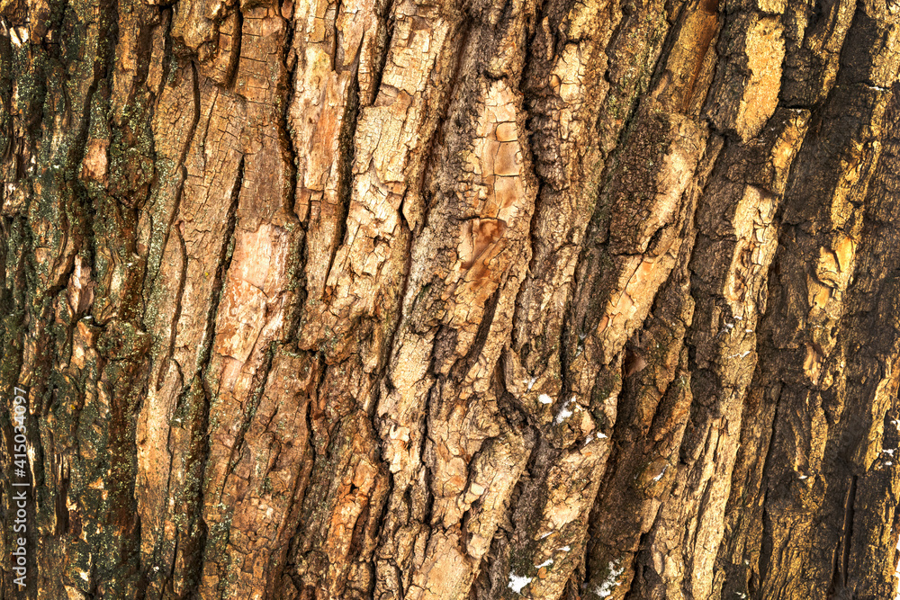 Obraz premium Tree bark texture. Background. Close-up.