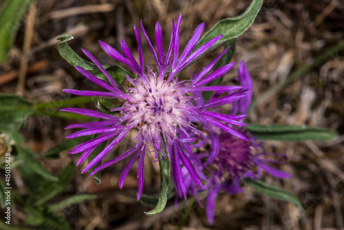 Knapweeds (Centaurea spec.; pot. Centaurea montana) photo