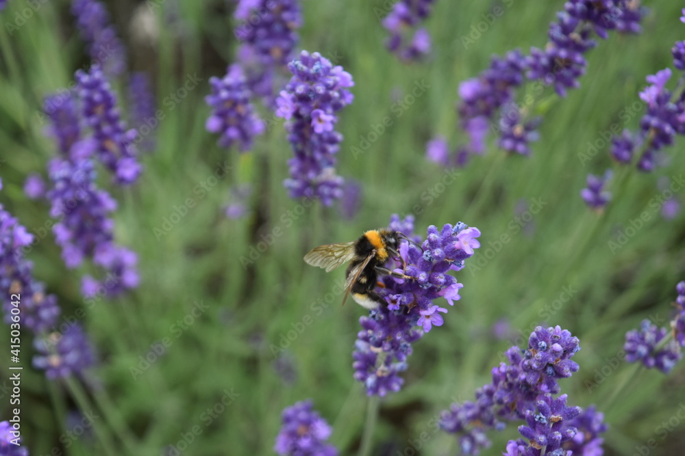 Bees and bumblebees on purple lavender collecting honey, Stuttgart, Germany Bees and bumblebees on purple lavender collecting honey, Stuttgart, Germany