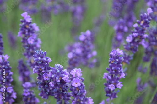 Bees and bumblebees on purple lavender collecting honey  Stuttgart  Germany