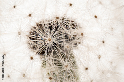 dandelion in front of a white background shot in macro