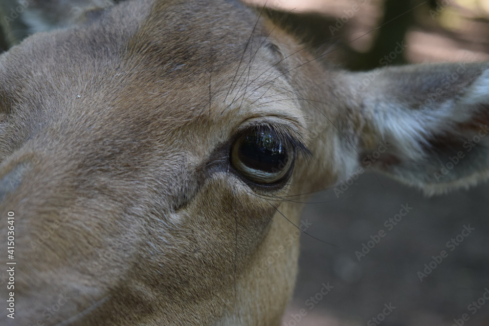 Portrait of a red deer in the forest at Animal Park Bretten, Germany