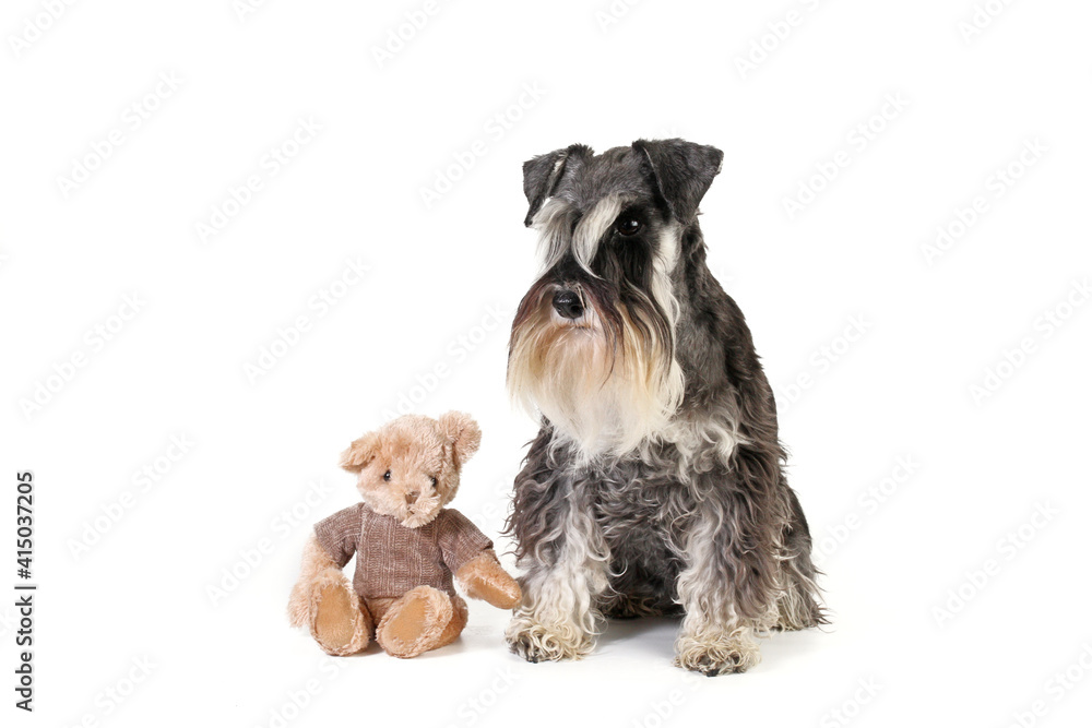 miniature schnauzer dog with teddy bear  sitting isolated on white