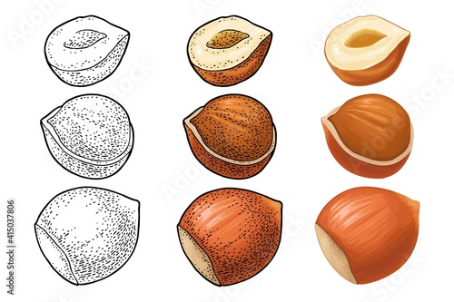 Set whole and half hazelnut. Vector color engraving vintage illustration.