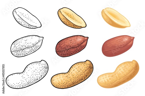 Whole and half peanut seed with and without shell. Vector engraving