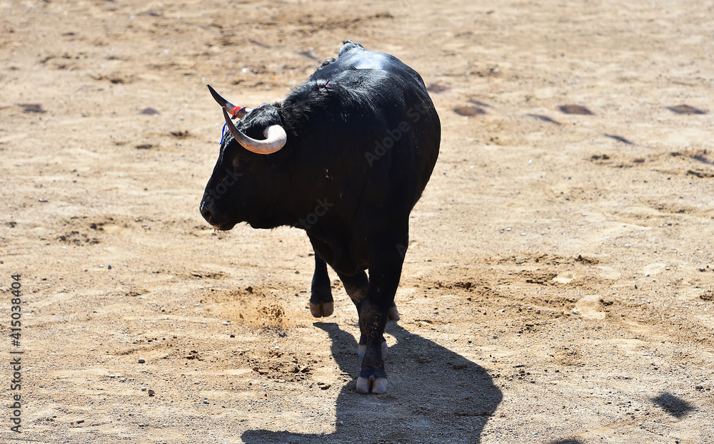 a spanish bull with big horns on a traditional spectacle of bullfight a spanish bull with big horns on a traditional spectacle of bullfight