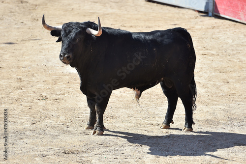 a spanish bull with big horns on a traditional spectacle of bullfight