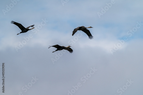 山口県の八代盆地を飛翔するナベヅル