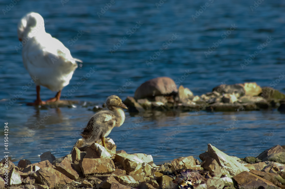 White swans in lake water. Two swans on stones. Ugly duck. White swans in lake water. Two swans on stones. Ugly duck.