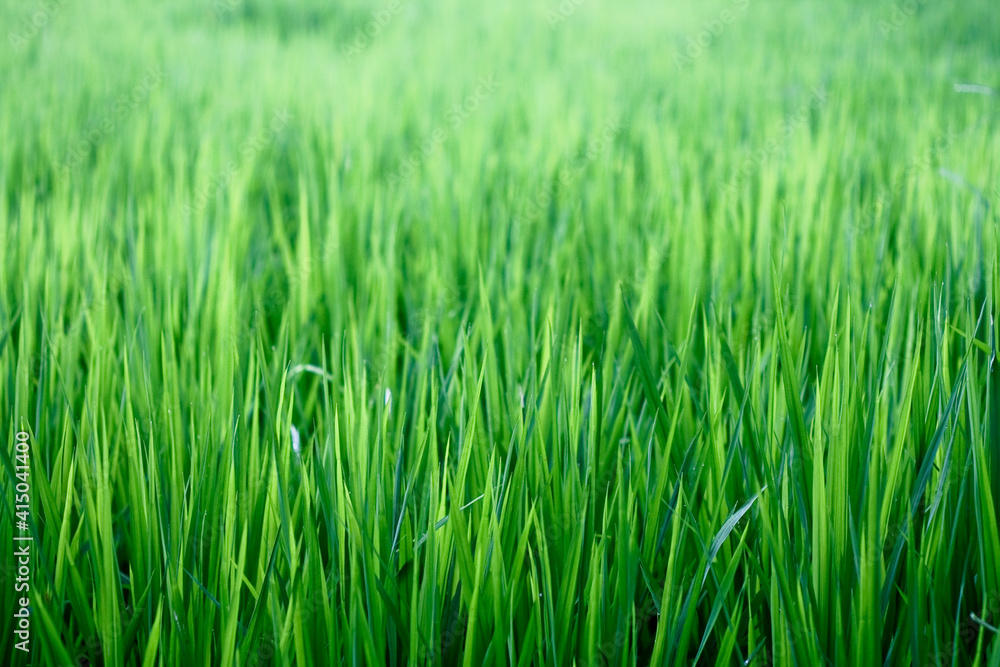 green grass background green grass background